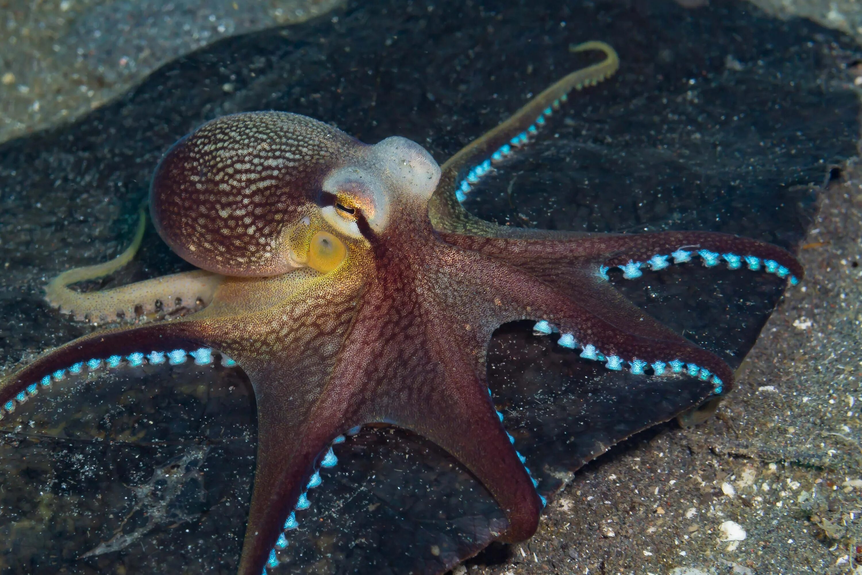 Осьминог представитель. Amphioctopus marginatus. осьминог octopus vulgaris. кокосовый осьминог (coconut octopus). голубой кольчатый осьминог.