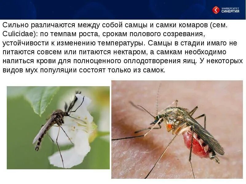 Признаки сильного самца. Малярийный комар самка и самец. Самка комара. Комар самец и самка. Самец комара.