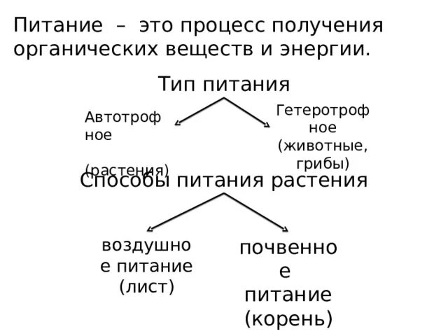 Питание животных 6 класс