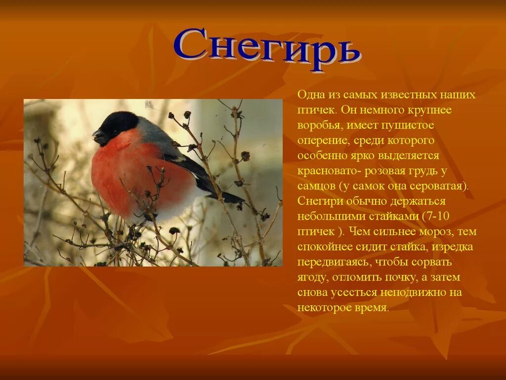 Сообщение о птицах. Доклад про птиц. Доклад про любую птицу. Краткое сообщение о любой птице. Снегирь значение птицы