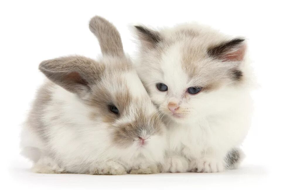 Image result for bunny cuddles Cute baby bunnies, Cats, Cat hug