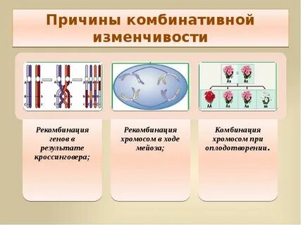 Обусловлена случайным сочетанием хромосом во время оплодотворения