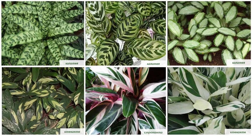 Разновидности Гипоэстеса Plants