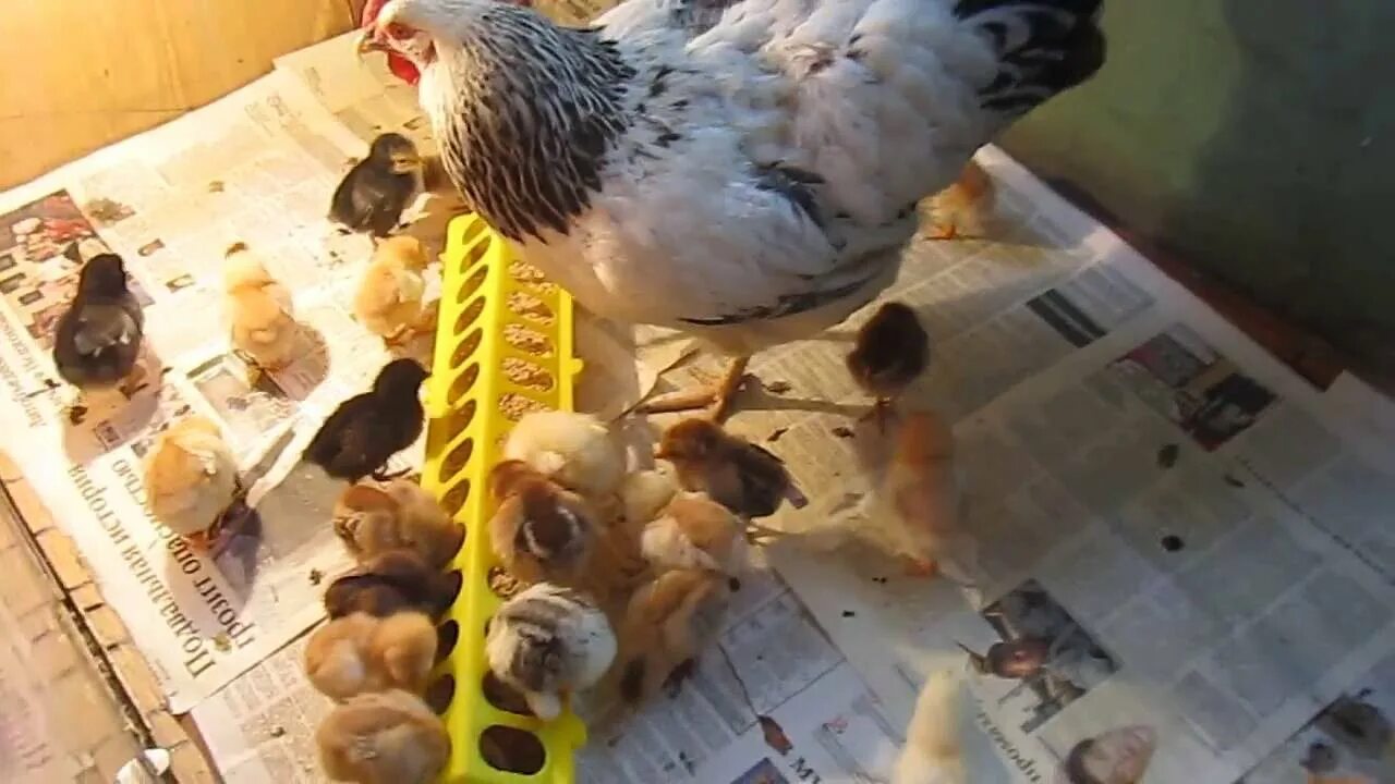 Наседки для кур. Наседка с цыплятами. Курица клушка с цыплятами бройлерами. Цыплят в первые дни жизни.