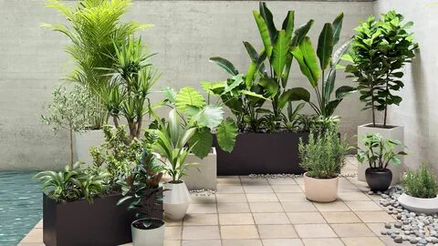 Maxtree plant