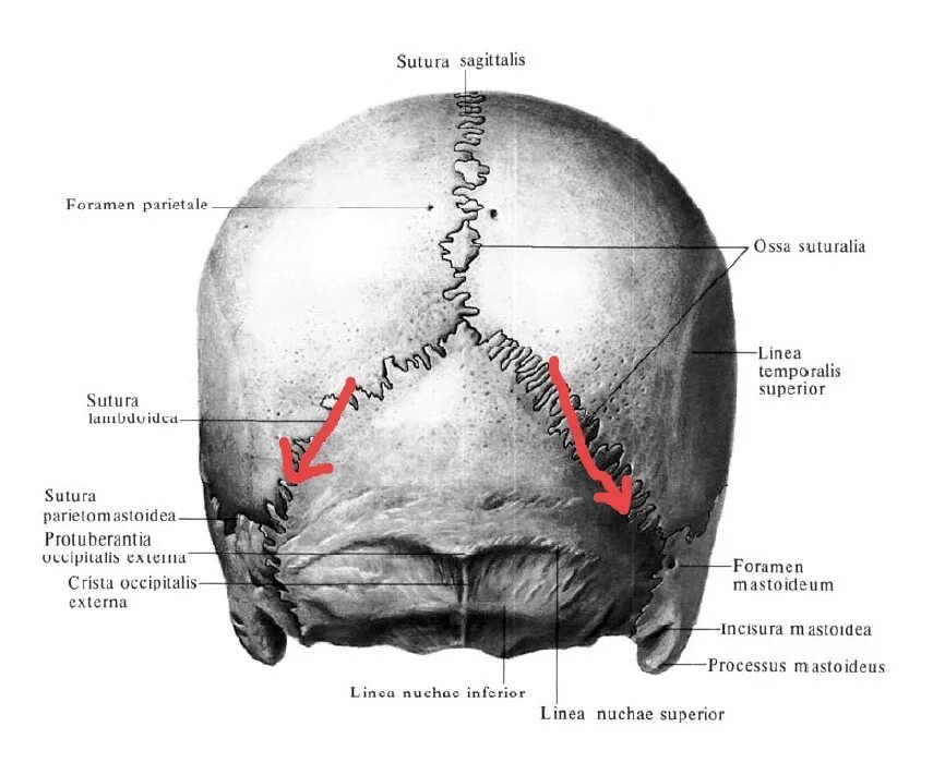 Соединение теменной кости и затылочной. Швы костей свода черепа. Швы черепа анатомия латынь. Швы черепа анатомия Синельников.