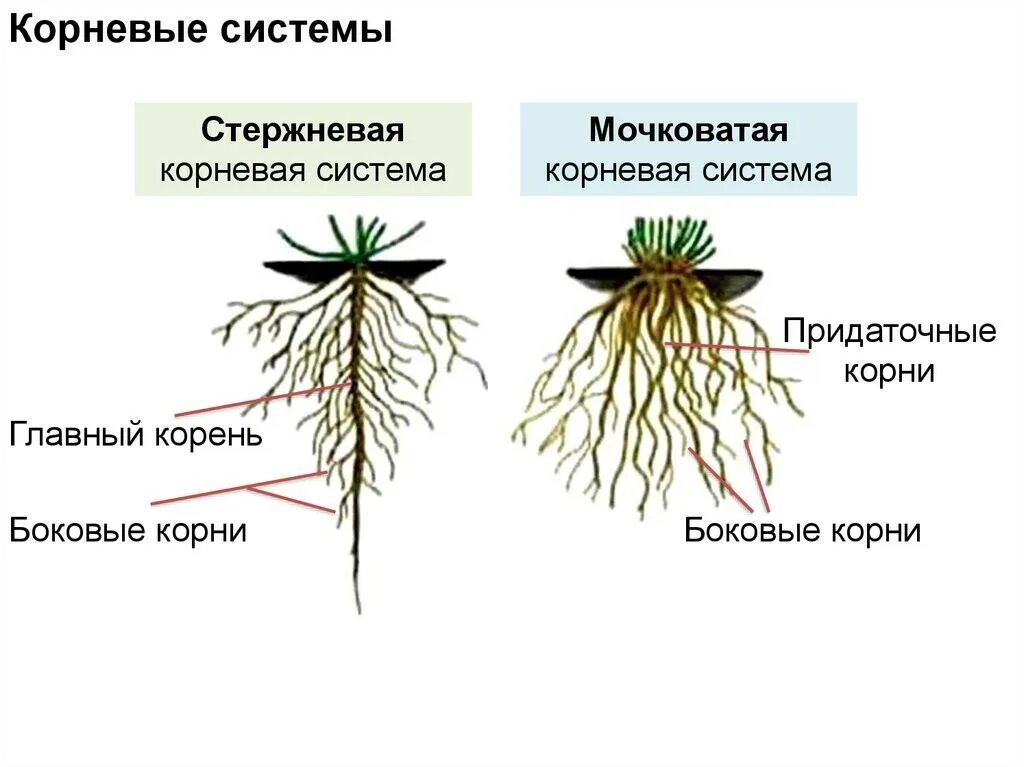 Сложная корневая система. Строение мочковатой корневой. Типы корневых систем стержневая и мочковатая. Строение стержневой и мочковатой корневых систем. Мочковатая корневая система.