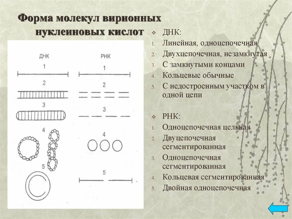 Кольцевая днк характерна для. Формы молекул нуклеиновых кислот. Виды молекул нуклеиновых кислот. Кольцевые и линейные двухцепочечные ДНК. Форма молекулы ДНК.