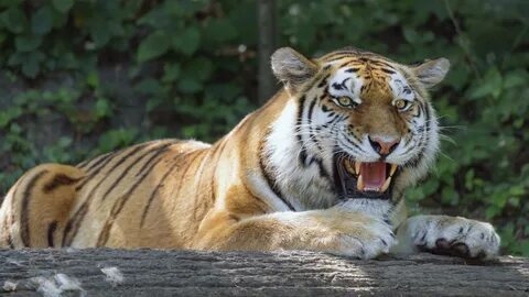 Oscal tiger 12