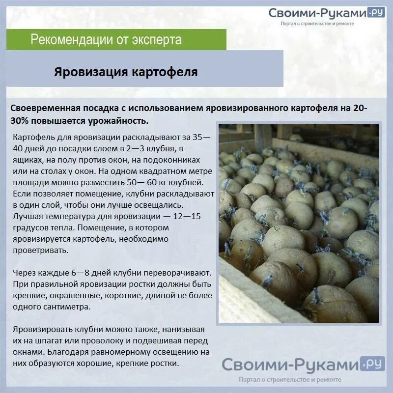 Яровизация картофеля перед посадкой в домашних. Яровизация картофеля. Яровизация клубней картофеля. Семенной картофель яровизация. Аэривизация картофеля.