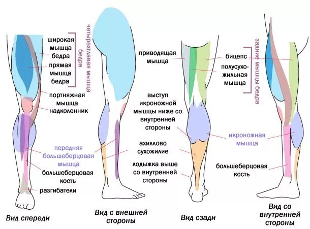 Почему болит низ ноги. Часть ноги от стопы до колена спереди. Мышцы икры ног анатомия.