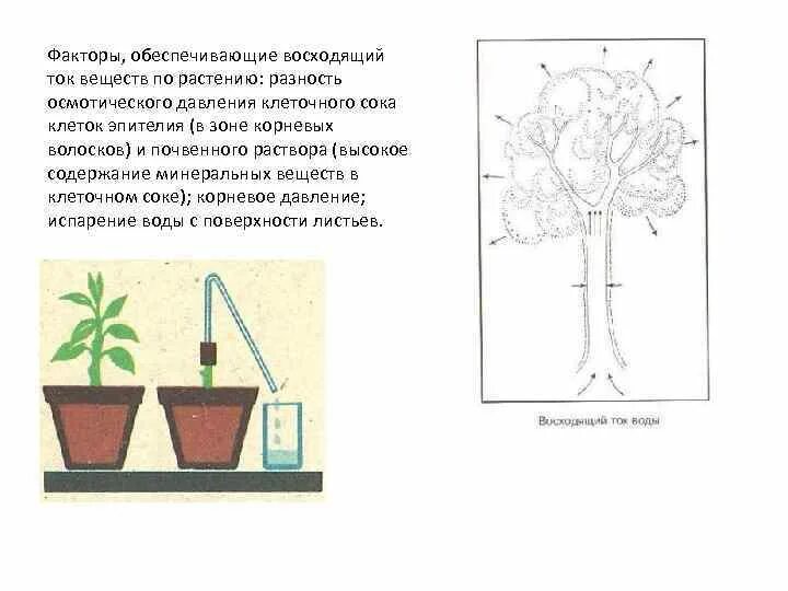 Восходящий и нисходящий ток. Восходящий и нисходящий ток у растений. Восходящий ток веществ у растений. Восходящий ток воды и Минеральных веществ. Обеспечение нисходящего тока веществ.