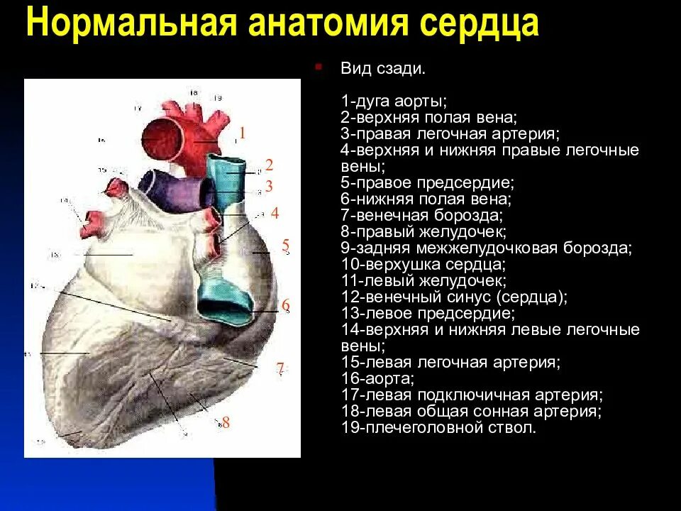 Легочные вены сердца анатомия. Грудино реберная поверхность сердца. Нормальная анатомия сердца.