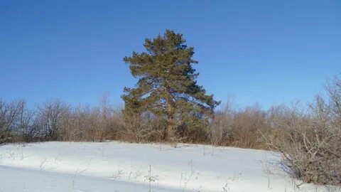 Сосны на донбассе книга