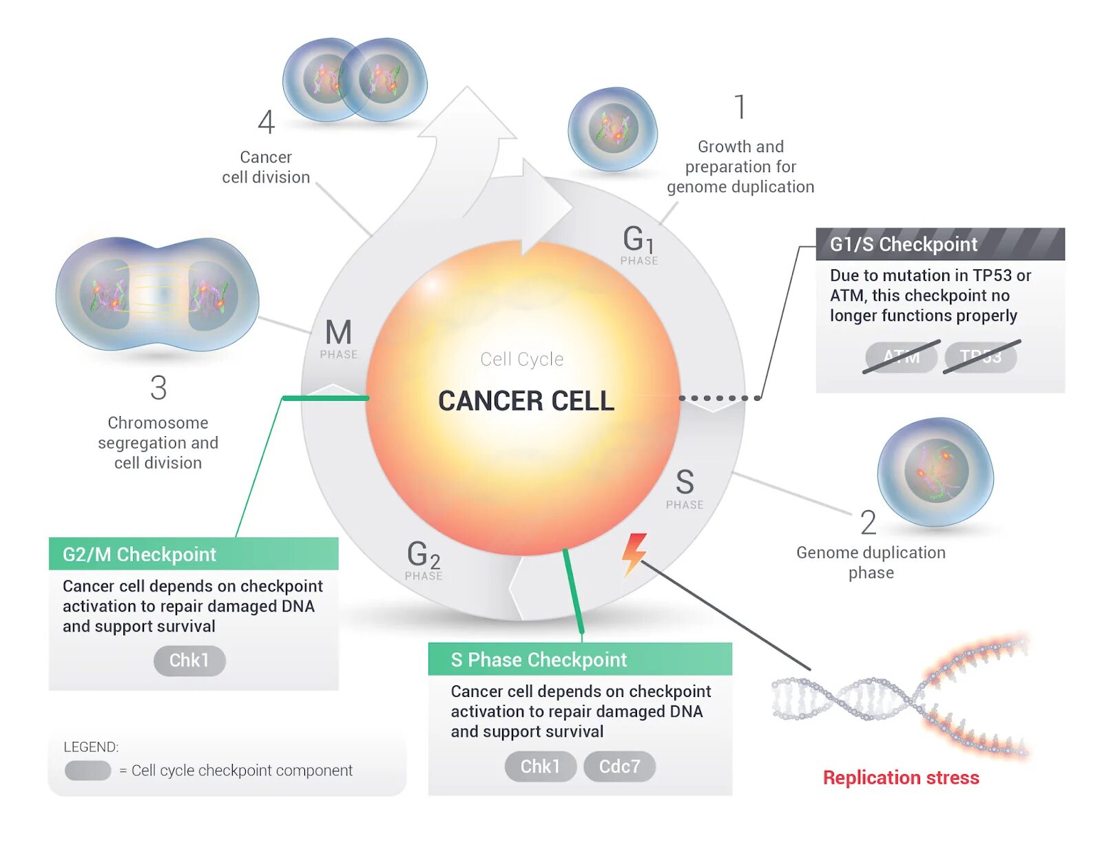 Клеточный цикл гистология. Диаграмма клеточного цикла. cell damage. cell cycle cancer cells. s phase of the cell cycle.