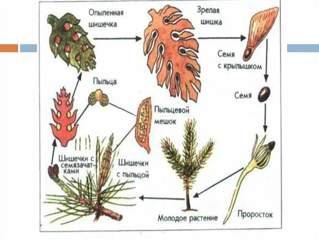 Размножение сосны обыкновенной схема. Цикл размножения голосеменных схема. Жизненный цикл сосны обыкновенной схема. Цикл голосеменных растений схема. Развитие хвойных