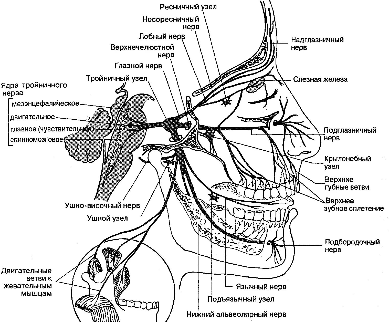 Тройничный нерв справа. Ветви тройничного нерва анатомия. Схема проекции ветвей тройничного нерва. Иннервация тройничного нерва схема. Узлы тройничного нерва анатомия.