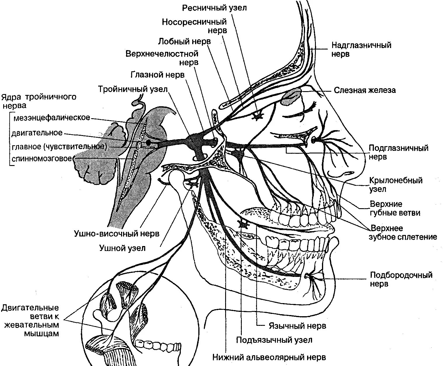 Нервный узел где. Ветви тройничного нерва схема. Иннервация тройничного нерва схема. Схема проекции ветвей тройничного нерва. Ветви тройничного нерва анатомия.