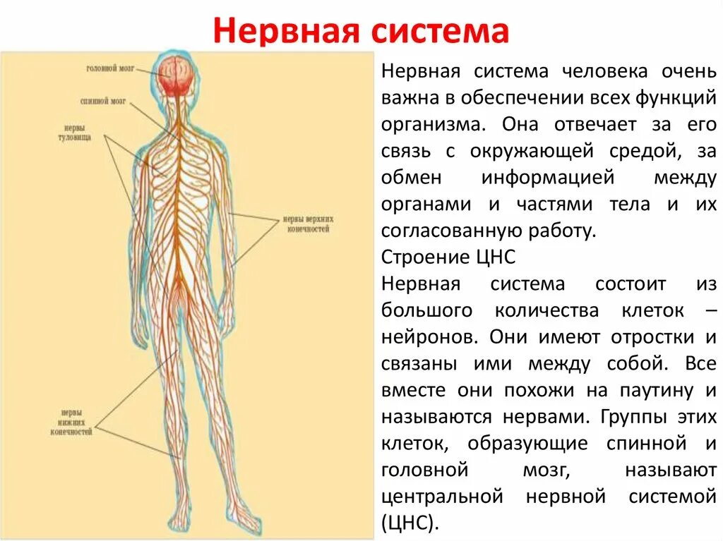 Нервная система человека 4 класс окружающий мир доклад. Нервная система человека 3 класс. Нервная система человека 3 класс окружающий мир. Нервная система человека схема 4 класс.