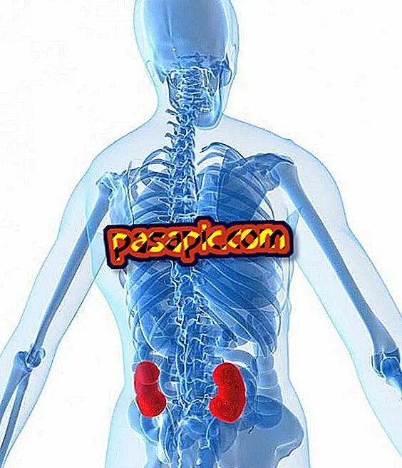 Показать где находятся почки. Где почки. где находятся почки у человека. где находятся почки у человека фото с живота. где находятся почки у человека фото со спины.