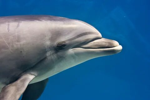 Dolphin