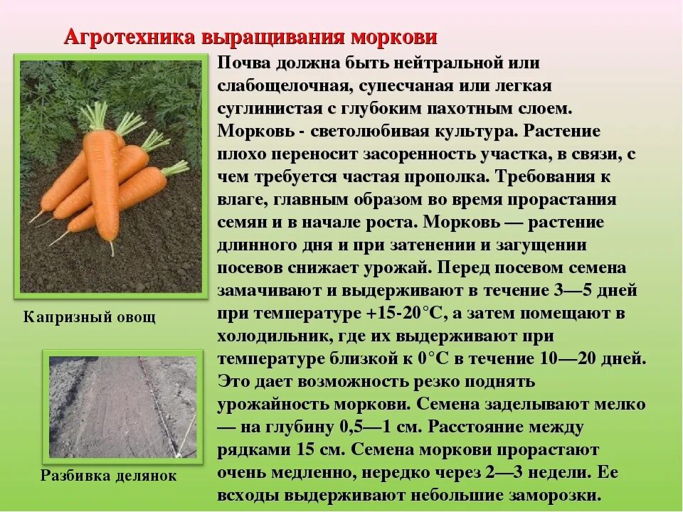 Агротехника выращивания моркови. Агротехника возделывания моркови. Технология посева моркови .. Овощи овощные растения.