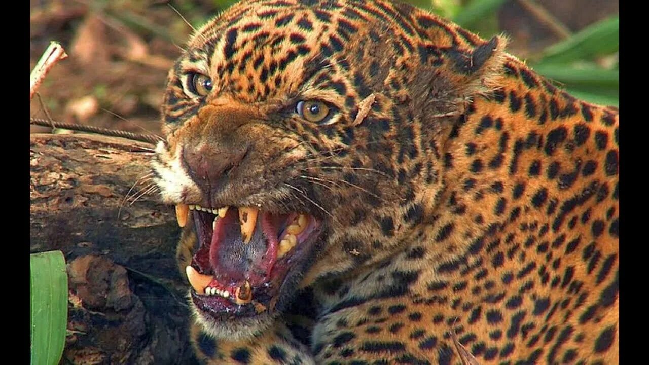 Клипы ягуара. Клипы ягуара. Клипы ягуара. Jaguar scratching. Ягуар фото.