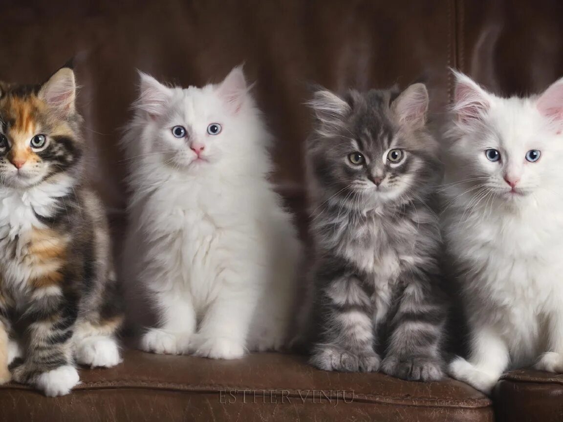 Много котят разных. Котята мейн-кун много. четыре котенка. много пушистых котят. четыре котенка разные.
