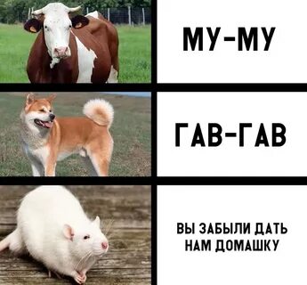 Му му мяу мяу