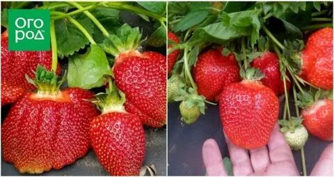 Сорта круглой клубники