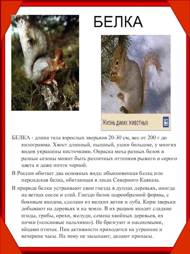 Анималистический жанр. Животные нашего края. (живопись, акварель, гуашь)