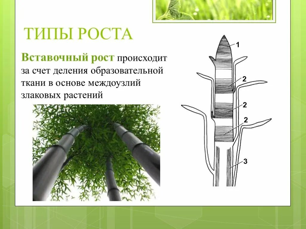 За счет чего происходит вставочный рост