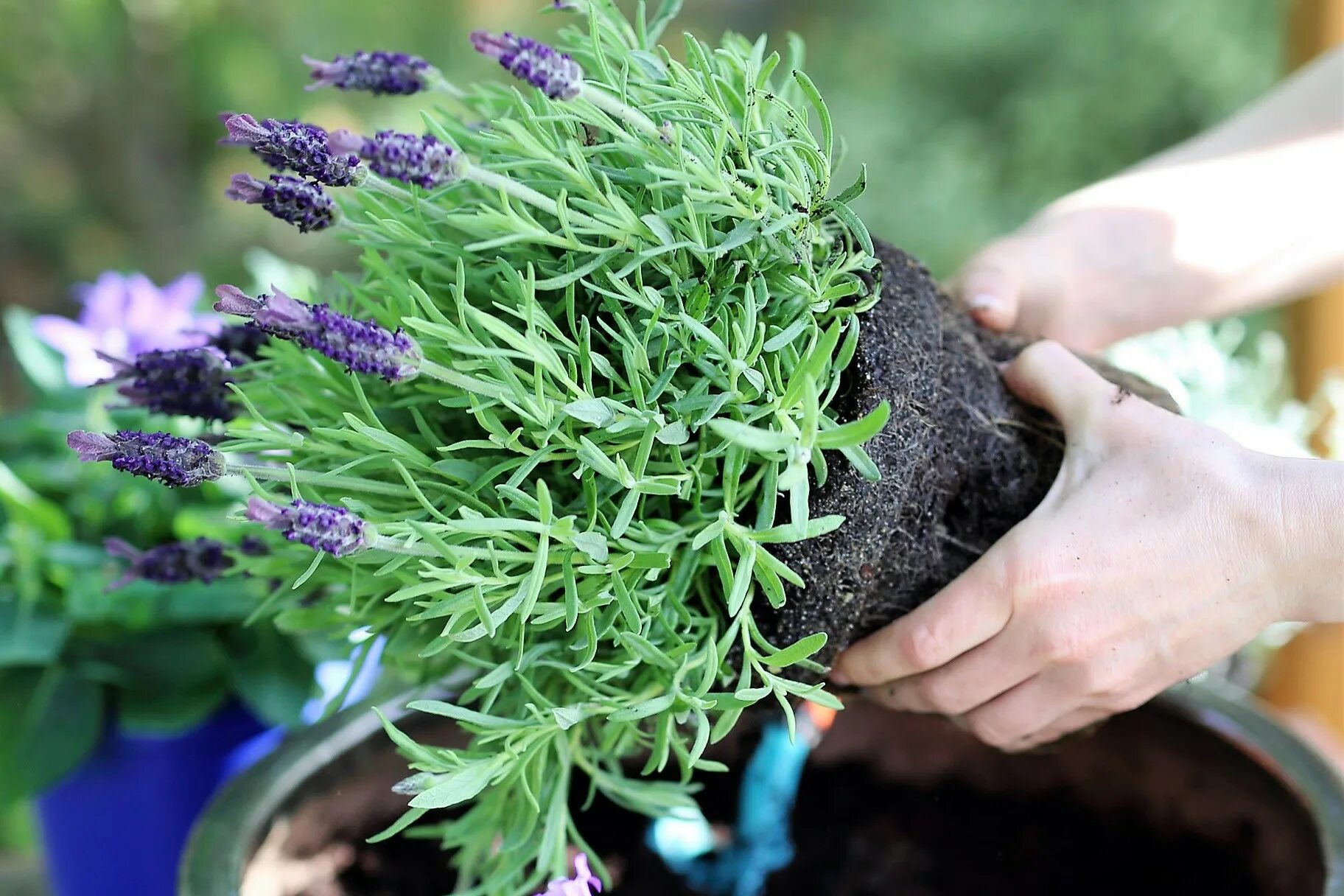 Лаванда шаровидная. Лаванда узколистная куст. Лаванда узколистная на урале. Лаванда узколистная куст. Лаванда древовидная.