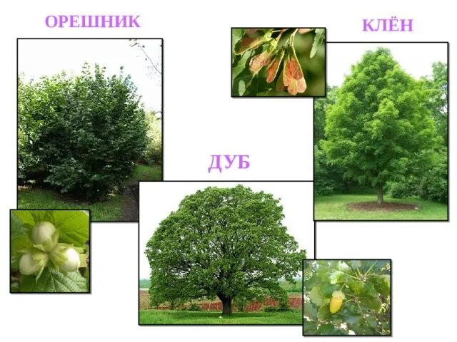 Где дубы и клены