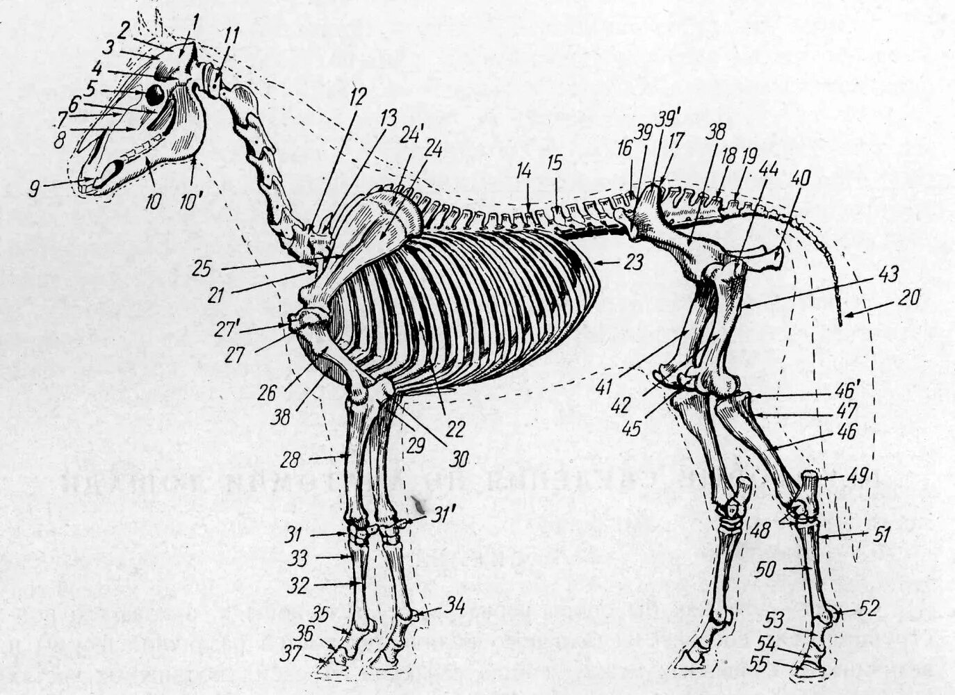 Осевой скелет лошади. Осевой скелет лошади анатомия. Лошадь скелет и туловище. Осевой и периферический скелет лошади.