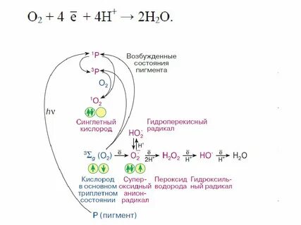 Кислородные радикалы
