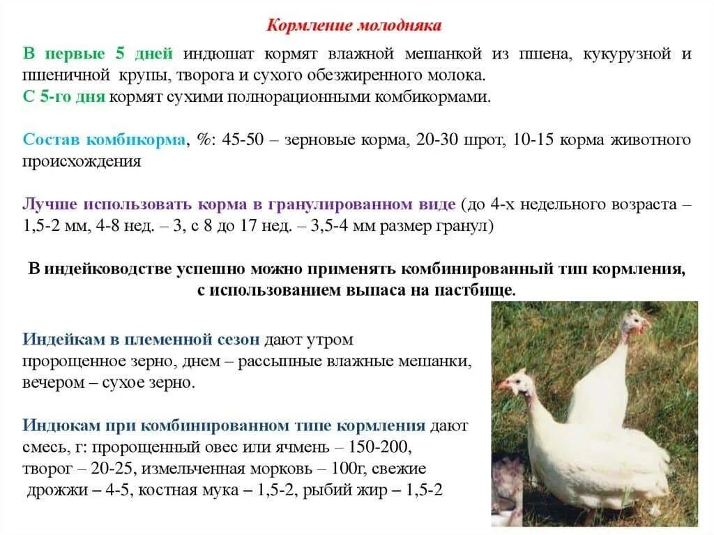 Со скольки можно давать курицу