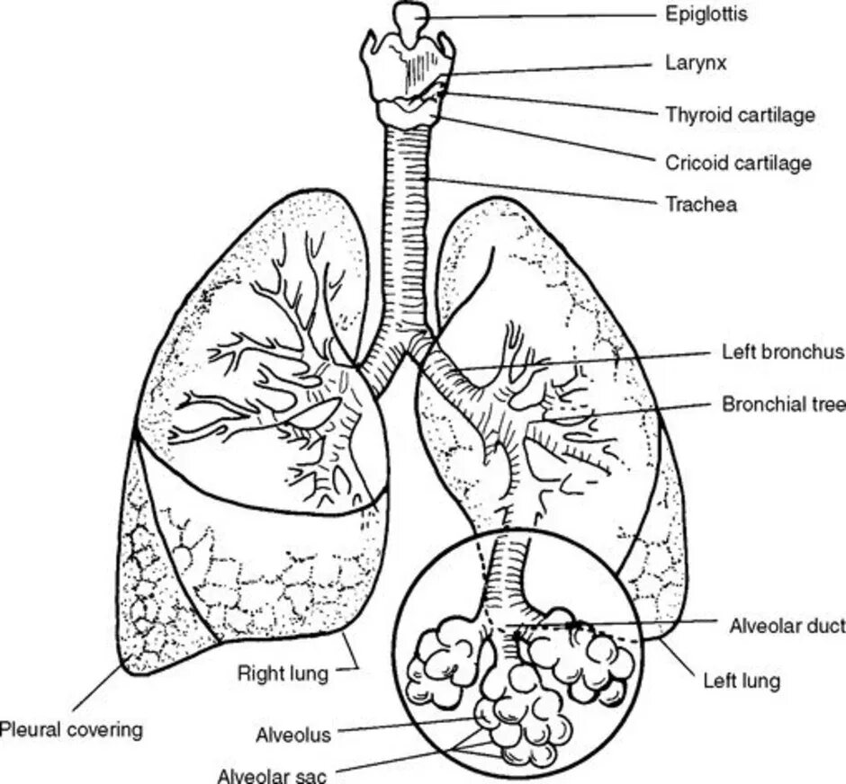 Строение дыхательной системы. Легкие строение анатомия. Строение дыхательной системы млекопитающих. Дыхательная система человека рисунок ЕГЭ.
