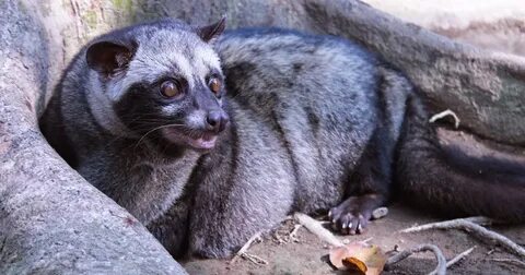 Brother musang