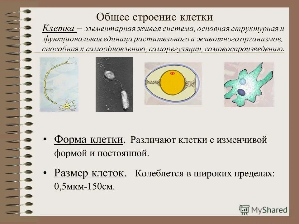 Клетка её формы Размеры строение. Размеры клеток. Клетки разных размеров и форм. Величина и форма клеток. Как отличить клетки