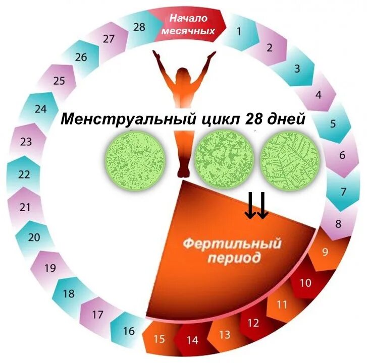 Женский цикл. Цикл овуляции. Женский цикл овуляция. Начало цикла у женщин. Овуляция через цикл