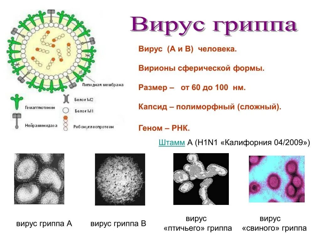 Вирус гриппа содержит. Вирус гриппа h2 n2. Вирус гриппа h1n1. Вирус типа a-h1n1. Вируса гриппа типа а h5n1.