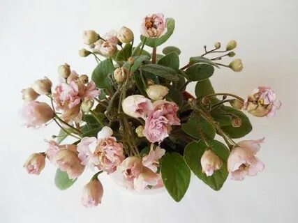 Pink mint