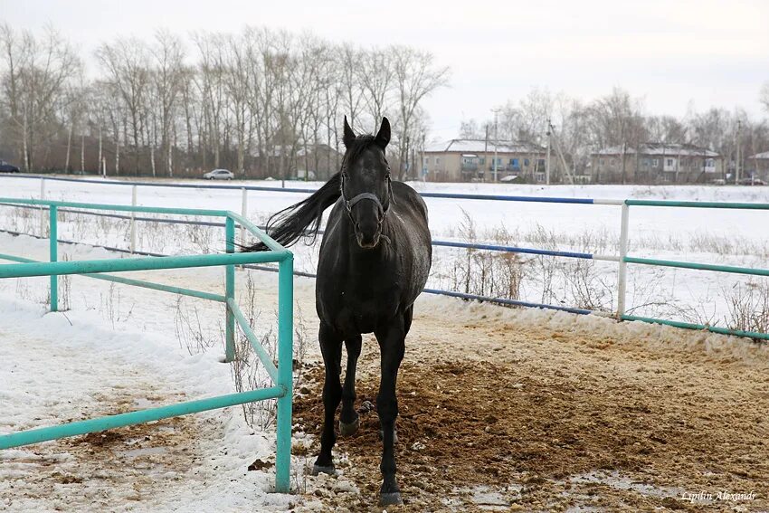 старожилово рязанская область. старожилово рязанская область. конезавод старожилово. старожиловский конный завод. метеонова старожилово.