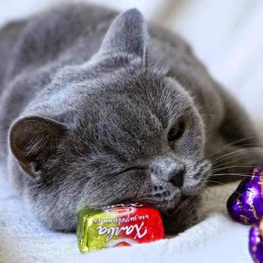 Твои конфетки. Кот с конфетами. Котята с конфетами. Котик с конфеткой. Конфеты для кошек.