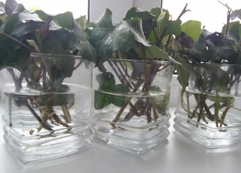 Плющ размножение черенками. Как размножить плющ. Как размножить плющ. Хедера циссус. Плющ обыкновенный черенки.