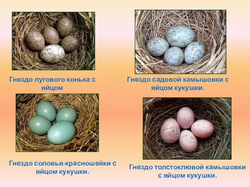 Особенности яйца птиц. Яйца птиц с названиями. Разновидности яиц. Типы яиц птиц. Разновидность птичьих яиц.
