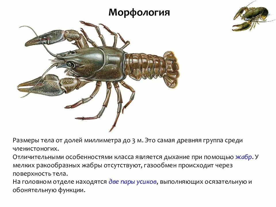 Биология 7 класс Членистоногие ракообразные. Членистоногие характеристика. Общая характеристика ракообразных. Класс ракообразные общая характеристика.