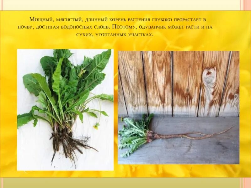 Вытянет какой корень. Удлиненные корневища растения. мясистый корень это. растения с длинными корнями. мясистое корневище.