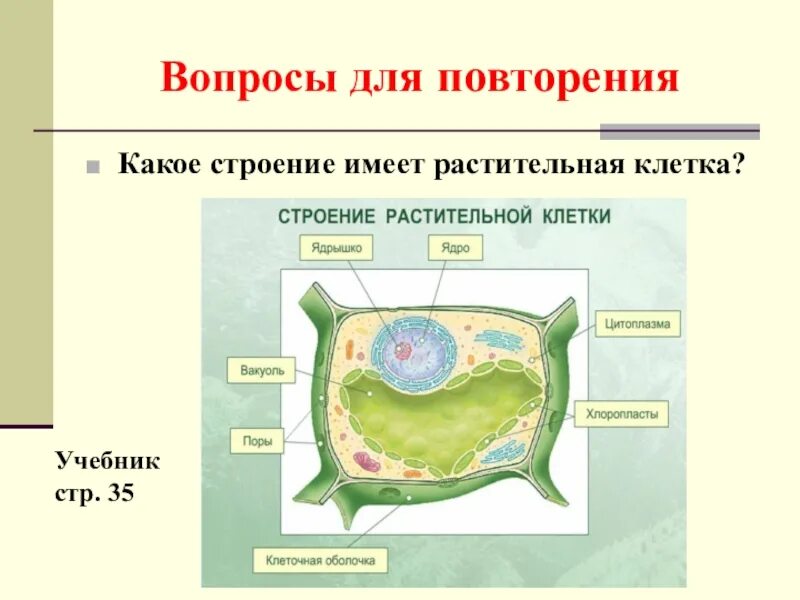 Растительные клетки 5 класс биология. Строение растительной клетки 6 класс биология Пасечник. Строение растительной клетки 5 класс биология. Проект по биологии растительная клетка 5 класс. Строение клетки растения 5 класс биология.